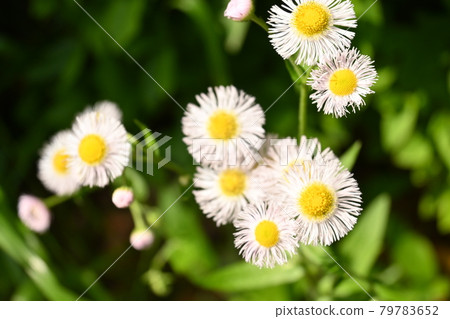 White petals, spring flowers White petals, spring flowers 79783652