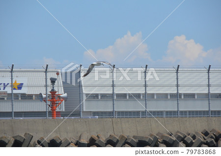Flying seagulls (near Haneda Airport / Ota-ku, Tokyo) 79783868