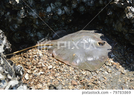 乾黃貂魚（多摩川河口/東京都大田區） 79783869