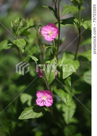 野草赤羽湯所花 79783889