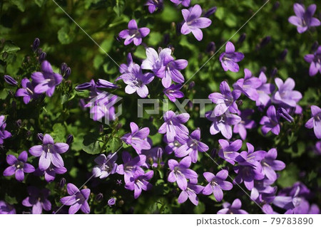 Dalmatian bellflower purple flower 79783890