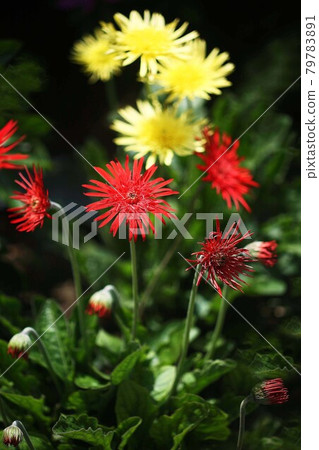 非洲菊紅色和黃色的花朵 非洲菊紅色和黃色的花朵 79783891