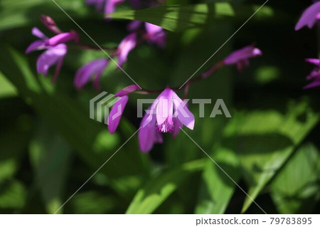 西蘭紅花 西蘭紅花 79783895