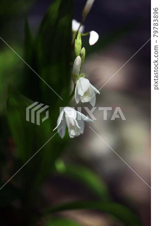 西蘭白花 西蘭白花 79783896