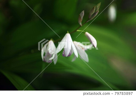西蘭白花 西蘭白花 79783897