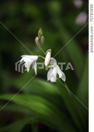 西蘭白花 西蘭白花 79783898