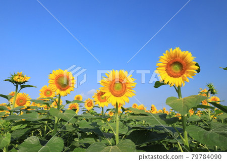 Sunflower 2167 79784090