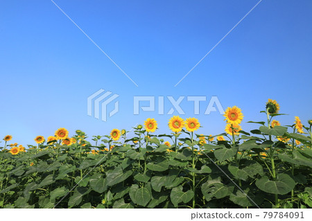 Sunflower 2168 79784091