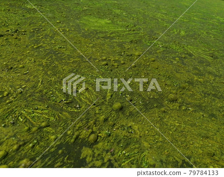 Spirogyra lotus root Spirogyra lotus root 79784133