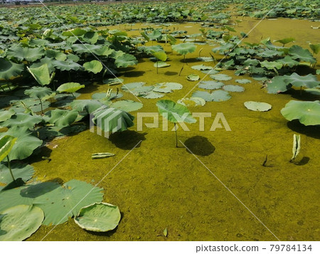 A field where Spirogyra stands out A field where Spirogyra stands out 79784134