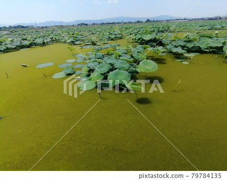 Spirogyra in the lotus root field Spirogyra in the lotus root field 79784135