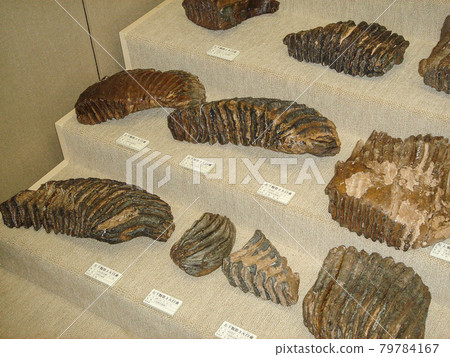 Naumann elephant teeth excavated at Lake Nojiri 79784167