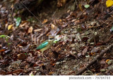 Fairy pitta breeding in early summer 79784783