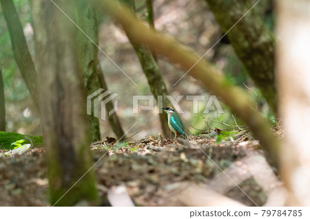 Fairy pitta coming to Japan in early summer Fairy pitta coming to Japan in early summer 79784785
