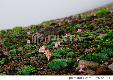 Akita Komagatake Dicentra blooming in the large sand 79784924