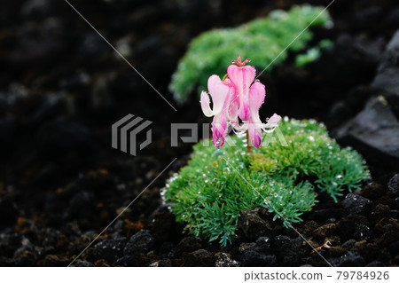 Akita Komagatake Dicentra blooming in the large sand 79784926