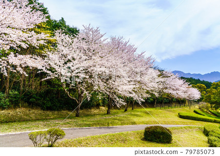Hyakuhanadai公園的櫻花[長崎縣雲仙市] 79785073