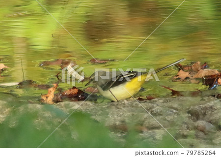 Siskin's Meal Siskin's Meal 79785264