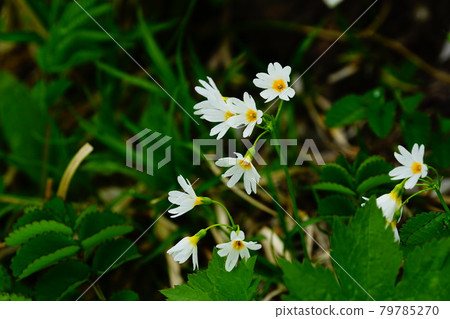 Akita Komagatake Hinazakura 79785270