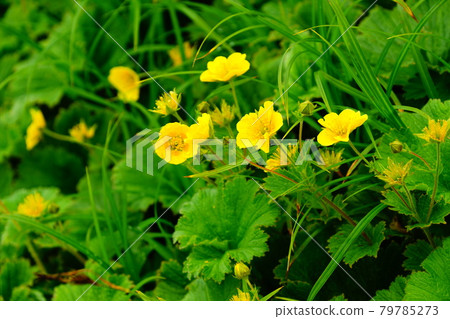 Akita Komagatake Miyama Daikonsou 79785273