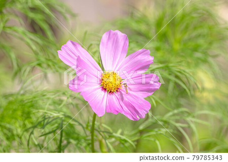 粉紅色的宇宙和 hirataab 79785343