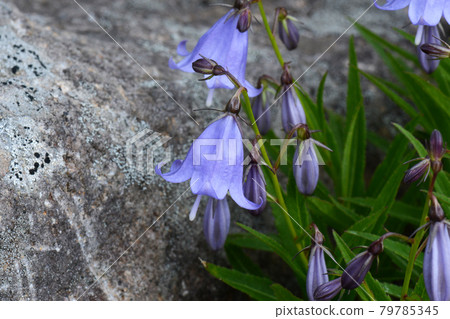 Himeshajin Himeshajin 79785345