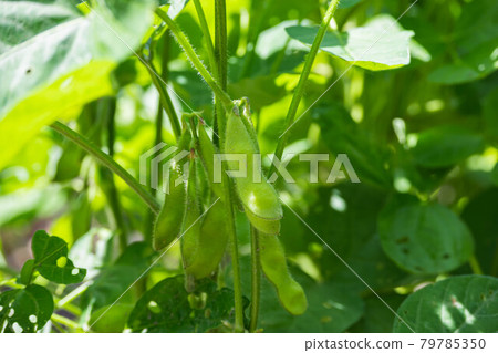 Green soybeans growing in the field 79785350