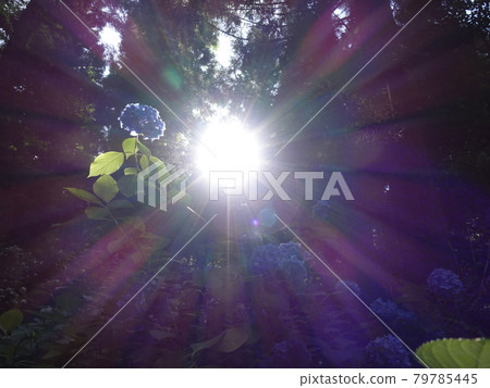 Hydrangea in full bloom Hydrangea in full bloom 79785445