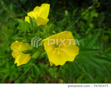 月見草 79785475