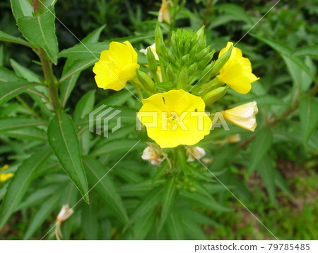 Affiliation 79785485