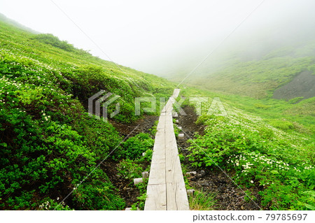 秋田駒岳，五瓣金銀花盛開的高山植物區 79785697