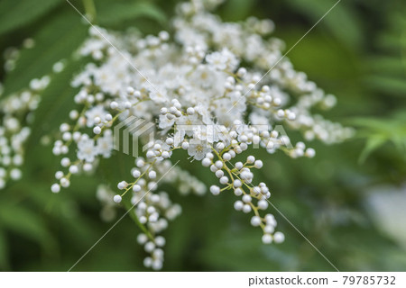 花楸山梨花整齊的花蕾 花楸山梨花整齊的花蕾 79785732