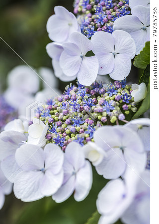 Up of lilac hydrangea Up of lilac hydrangea 79785736