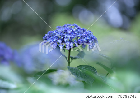 Blue vortex hydrangea Blue vortex hydrangea 79785745