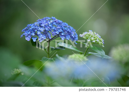 藍色漩渦繡球 藍色漩渦繡球 79785746