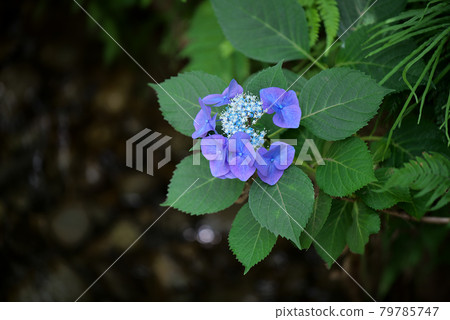 Blue Mountain hydrangea Blue Mountain hydrangea 79785747