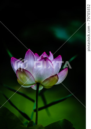 佐賀縣宮城町蓮花池中的2000年蓮花 79785852