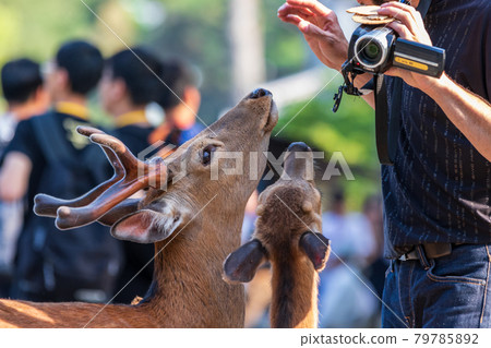 Deer and deer rice cracker Deer and deer rice cracker 79785892