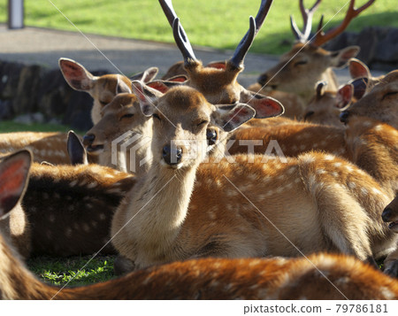 Deer in Nara Park in the early morning to relax and relax Deer in Nara Park in the early morning to relax and relax 79786181
