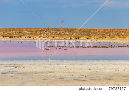 Flock of birds on the pink salty Syvash lake in Kherson region, Ukraine Flock of birds on the pink salty Syvash lake in Kherson region, Ukraine 79787157