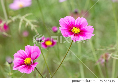 Cosmos flowers 79787349