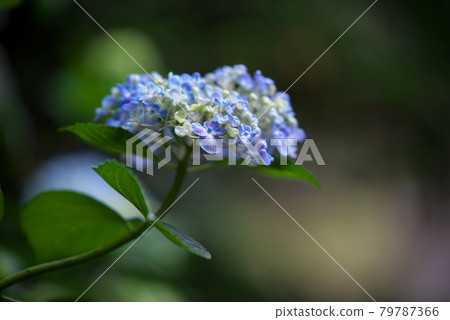 藍色漩渦繡球花開始綻放 79787366