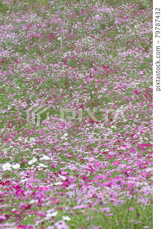 波斯菊花 波斯菊花 79787432