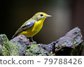Green backed Flycatcher bird on twigs 79788426