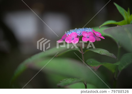 Pink mountain hydrangea Pink mountain hydrangea 79788526