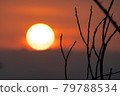Dry twigs with big sunset and orange sky 79788534