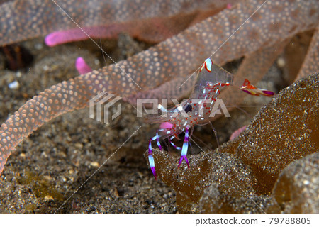 Undescribed species of Periclimenes imperator 79788805