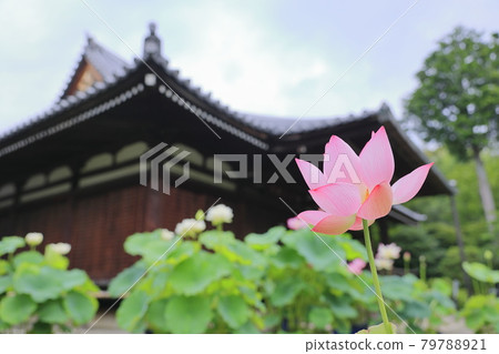 花寺,後空院荷花盛開 花寺,後空院荷花盛開 79788921