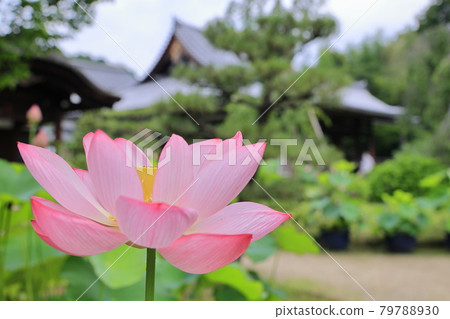 花寺，後空院荷花盛開 79788930