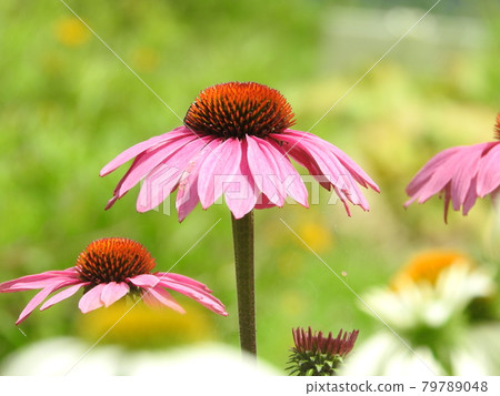 Echinacea Pow Wow Wild Berry 79789048